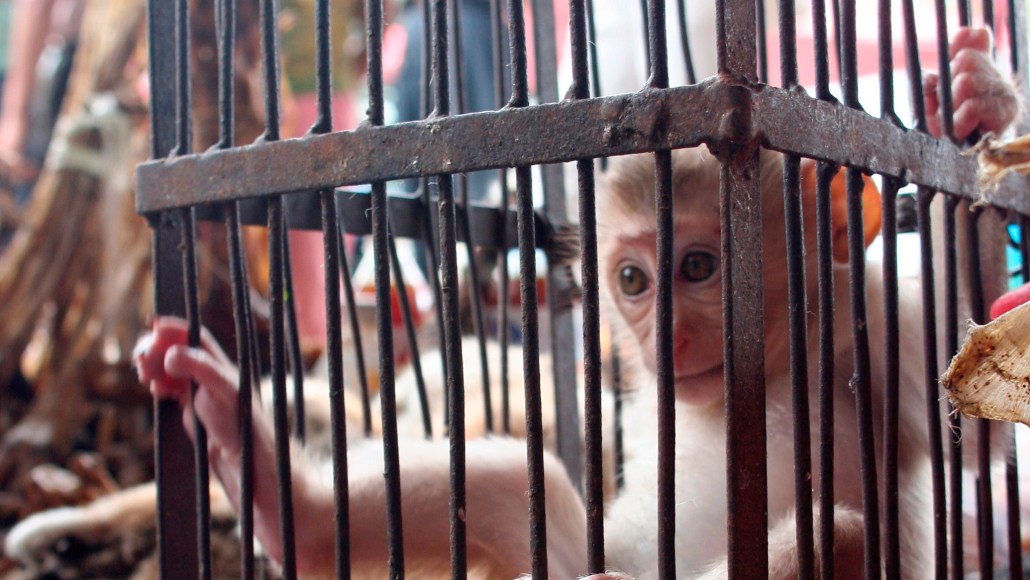 Reopening the World: To prevent zoogenic pandemics, regulate wildlife trade  and food production