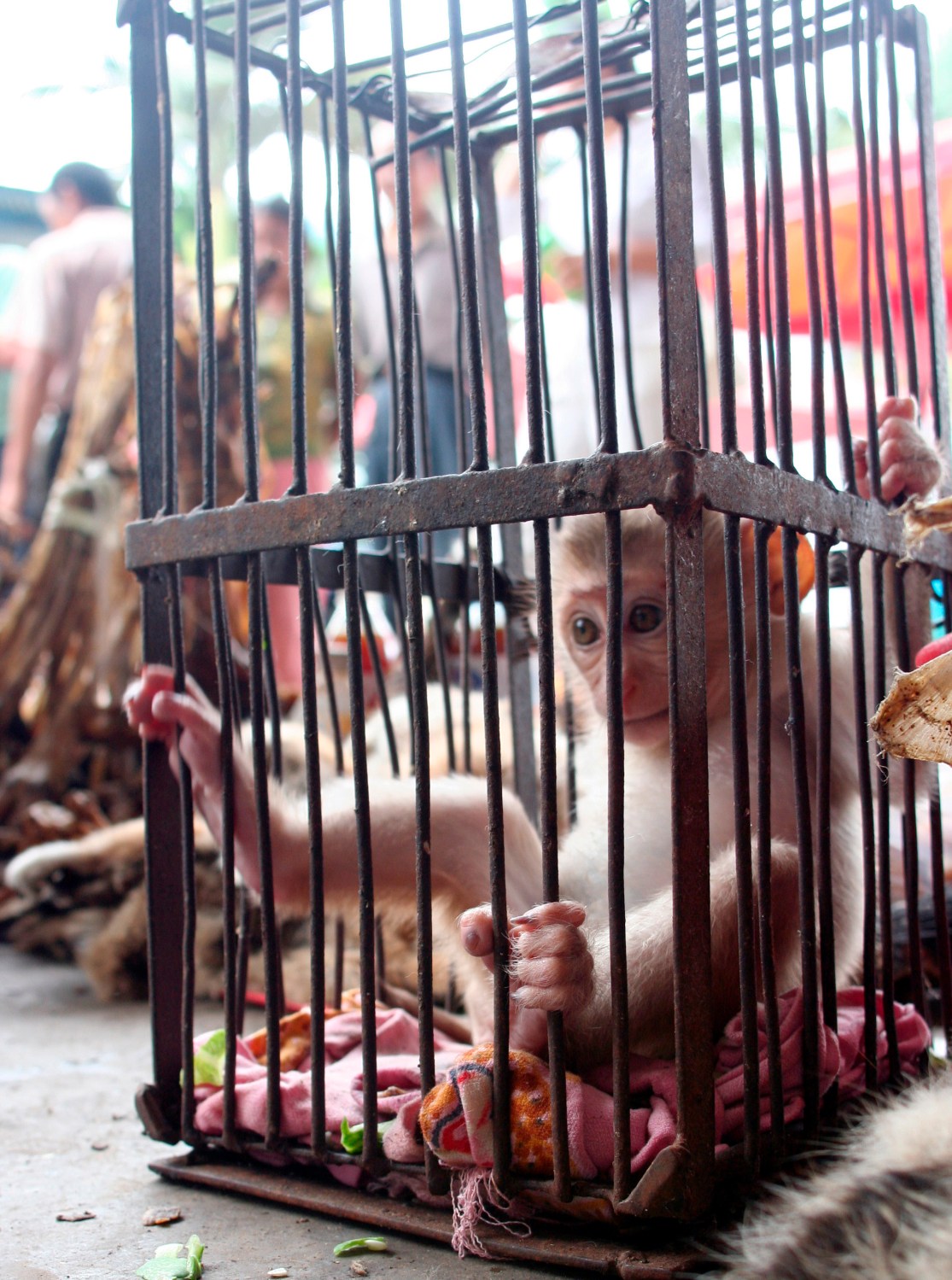 A monkey sits in a cage a market in Mong La on Myanmar's border with China on August 15, 2007. Chinese demand for exotic wildlife -- part of a global multi-billion dollar black market -- is emptying the Myanmar's jungles of wild elephants, monkeys and tigers.    To match feature MYANMAR/WILDLIFE   REUTERS/Stringer (MYANMAR)