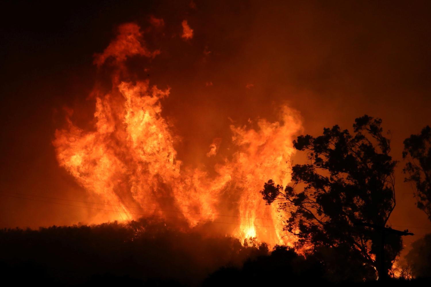 Flames rise near trees during a wildfire dubbed the Cave Fire burning in the hills of Santa Barbara, California, U.S., November 26, 2019.     REUTERS/David McNew