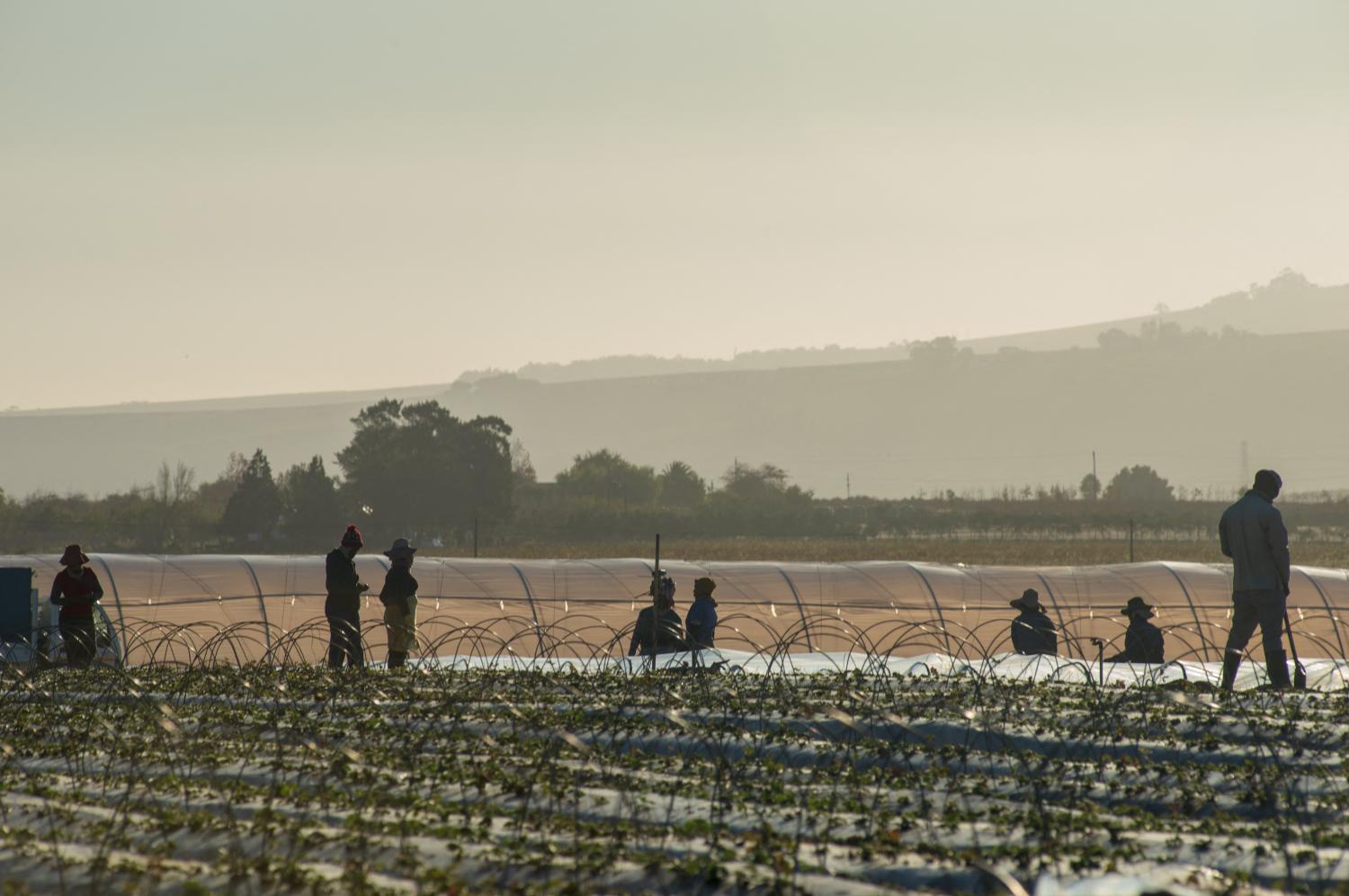 Farm hands working in Stellenbosch, Western Cape, 30 May, 2020. It's strawberry-planting season. When South Africa moved to Level 4 of the national lockdown at the beginning of this month, the agriculture sector was allowed back to work. However, the wine industry was still stalled as the transport and sale of liquor is prohibited. Photo by Eva-Lotta Jansson/RealTime Images/ABACAPRESS.COMNo Use South Africa.