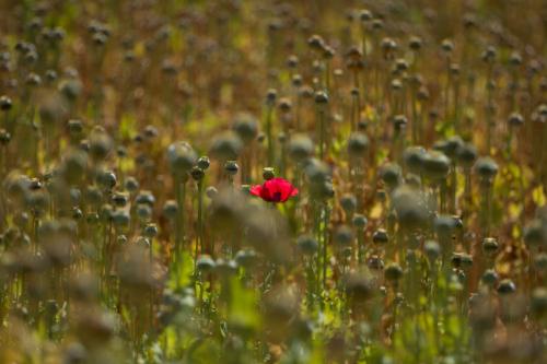 Poppy field