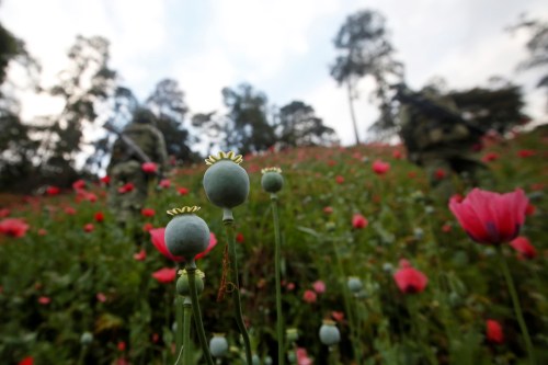 Opium poppies are pictured in the fields of Pueblo Viejo in the Sierra Madre del Sur in the southern state of Guerrero, Mexico, August 25, 2018. REUTERS/Carlos Jasso