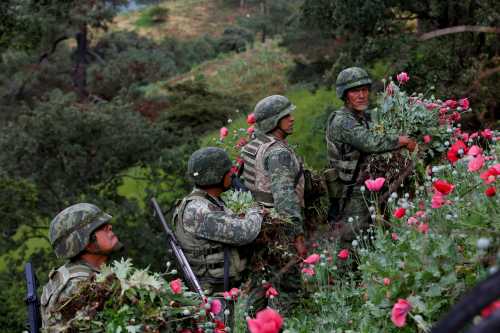 Soldiers cut opium poppies as they destroy a field of illegal plantation in the Sierra Madre del Sur, in the southern state of Guerrero, Mexico, August 25, 2018. REUTERS/Carlos Jasso  SEARCH "JASSO OPIUM" FOR THIS STORY. SEARCH "WIDER IMAGE" FOR ALL STORIES.
