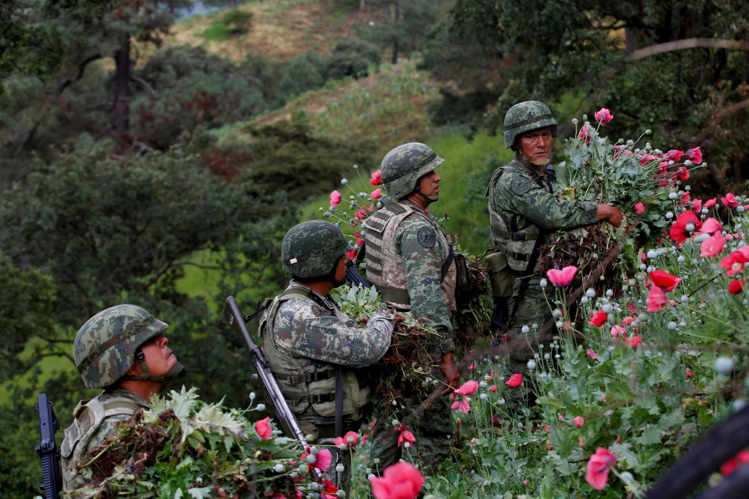 Soldiers cut opium poppies as they destroy a field of illegal plantation in the Sierra Madre del Sur, in the southern state of Guerrero, Mexico, August 25, 2018. REUTERS/Carlos Jasso  SEARCH "JASSO OPIUM" FOR THIS STORY. SEARCH "WIDER IMAGE" FOR ALL STORIES.