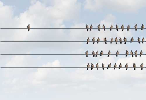 birds on telephone wire