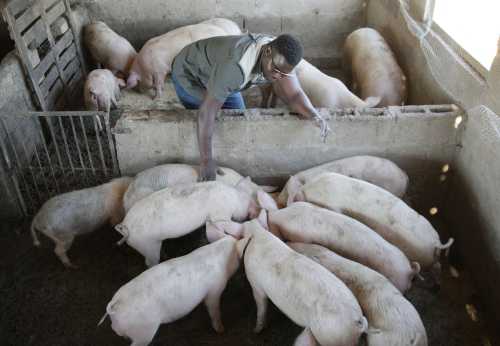 South Africa - Durban - 15 June 2020 - Zethembe Langa (owner, 34) with his assistant Dumani Jili (blue uniform) are young pig farmers just ouside Pinetown, KwaZulu-Natal. He started his business this year 2020 and has a few butcheries as his clients. Photo by Bongani Mbatha/African News Agency(ANA) /RealTime Images/ABACAPRESS.COMNo Use South Africa.