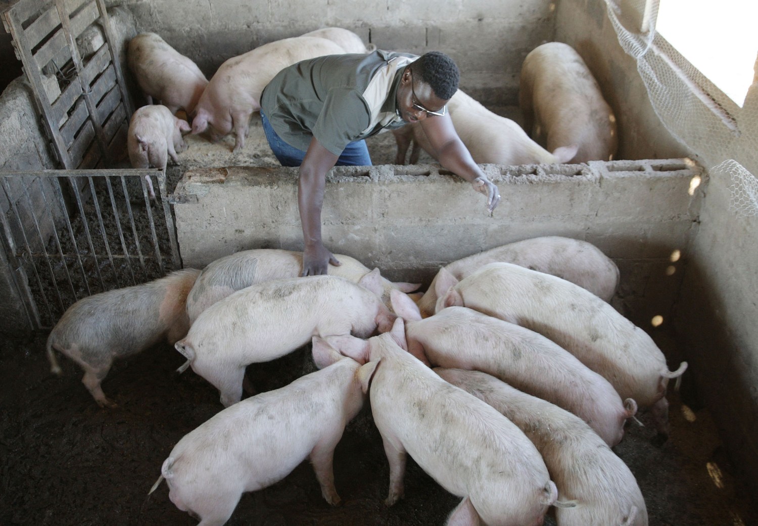 South Africa - Durban - 15 June 2020 - Zethembe Langa (owner, 34) with his assistant Dumani Jili (blue uniform) are young pig farmers just ouside Pinetown, KwaZulu-Natal. He started his business this year 2020 and has a few butcheries as his clients. Photo by Bongani Mbatha/African News Agency(ANA) /RealTime Images/ABACAPRESS.COMNo Use South Africa.