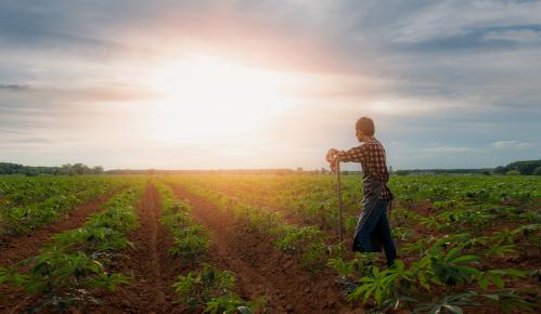 Farmer working in manioc farm