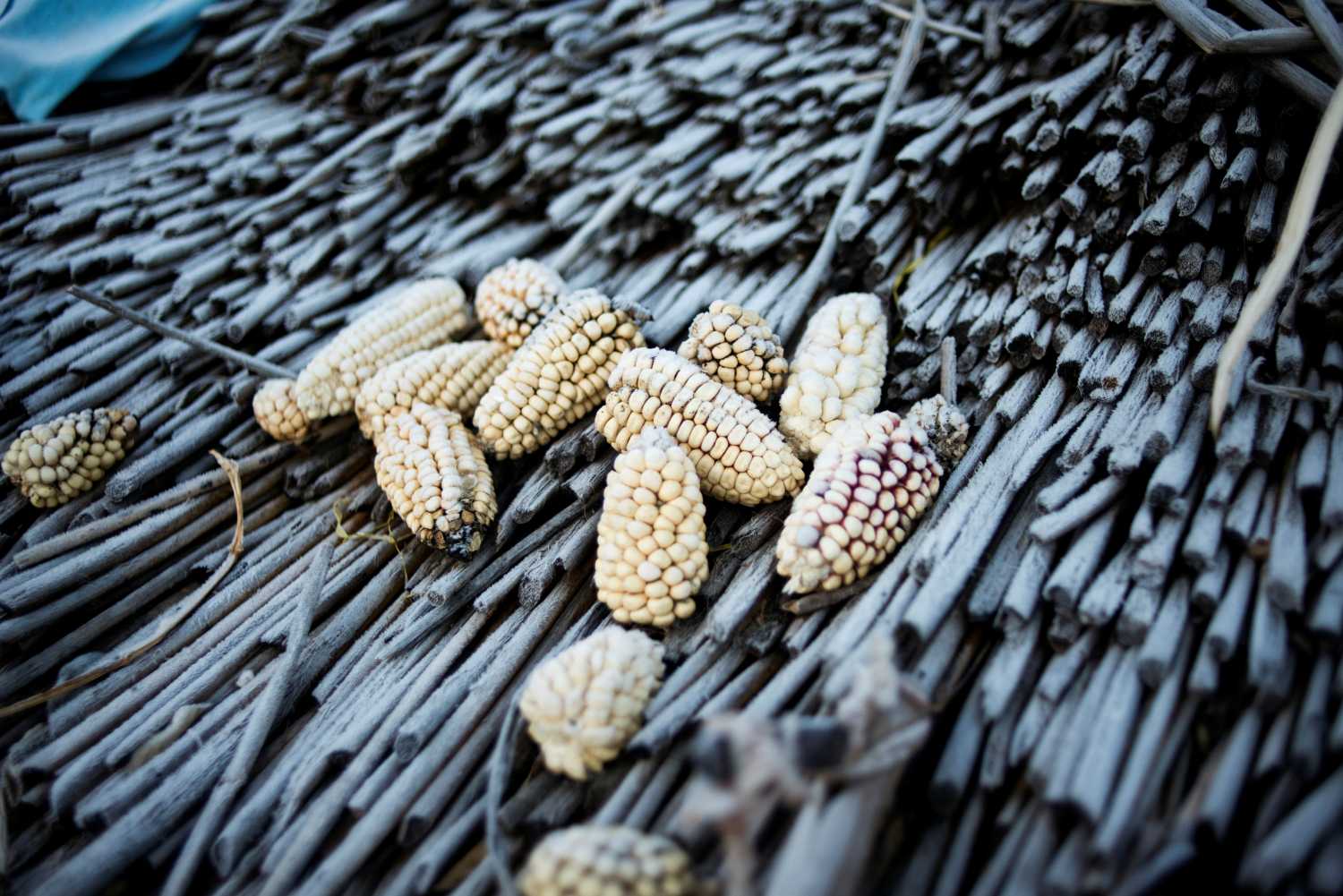 Corn, frozen overnight by plummeting temperatures, lays on a rooftop made of totora plant in Qewaya village, Lake Titicaca, Bolivia, July 3, 2018. REUTERS/Manuel Seoane   SEARCH "TITICACA CLIMATE" FOR THIS STORY. SEARCH "WIDER IMAGE" FOR ALL STORIES.