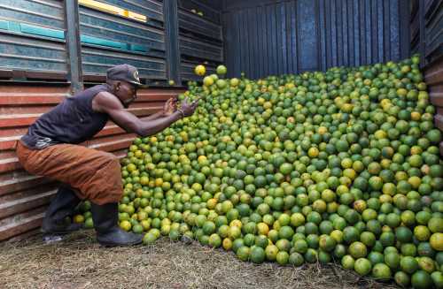 A man sorts oranges inside a truck at the end of a night-long curfew ordered by Kenya's President Uhuru Kenyatta to slow the spread of the coronavirus disease (COVID-19), in Nairobi, Kenya March 29, 2020. REUTERS/Njeri Mwangi