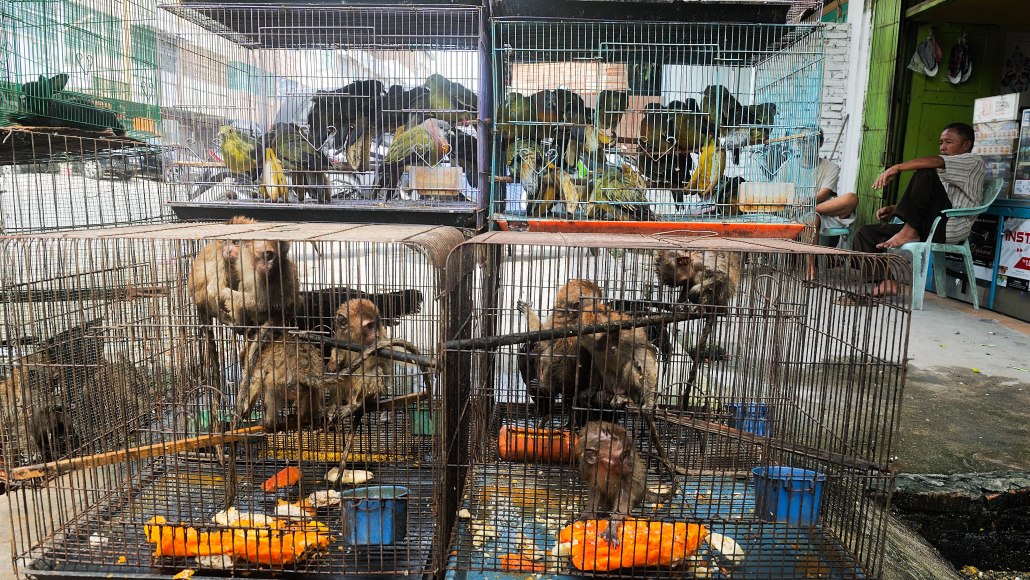 Preventing pandemics through biodiversity conservation and smart wildlife  trade regulation