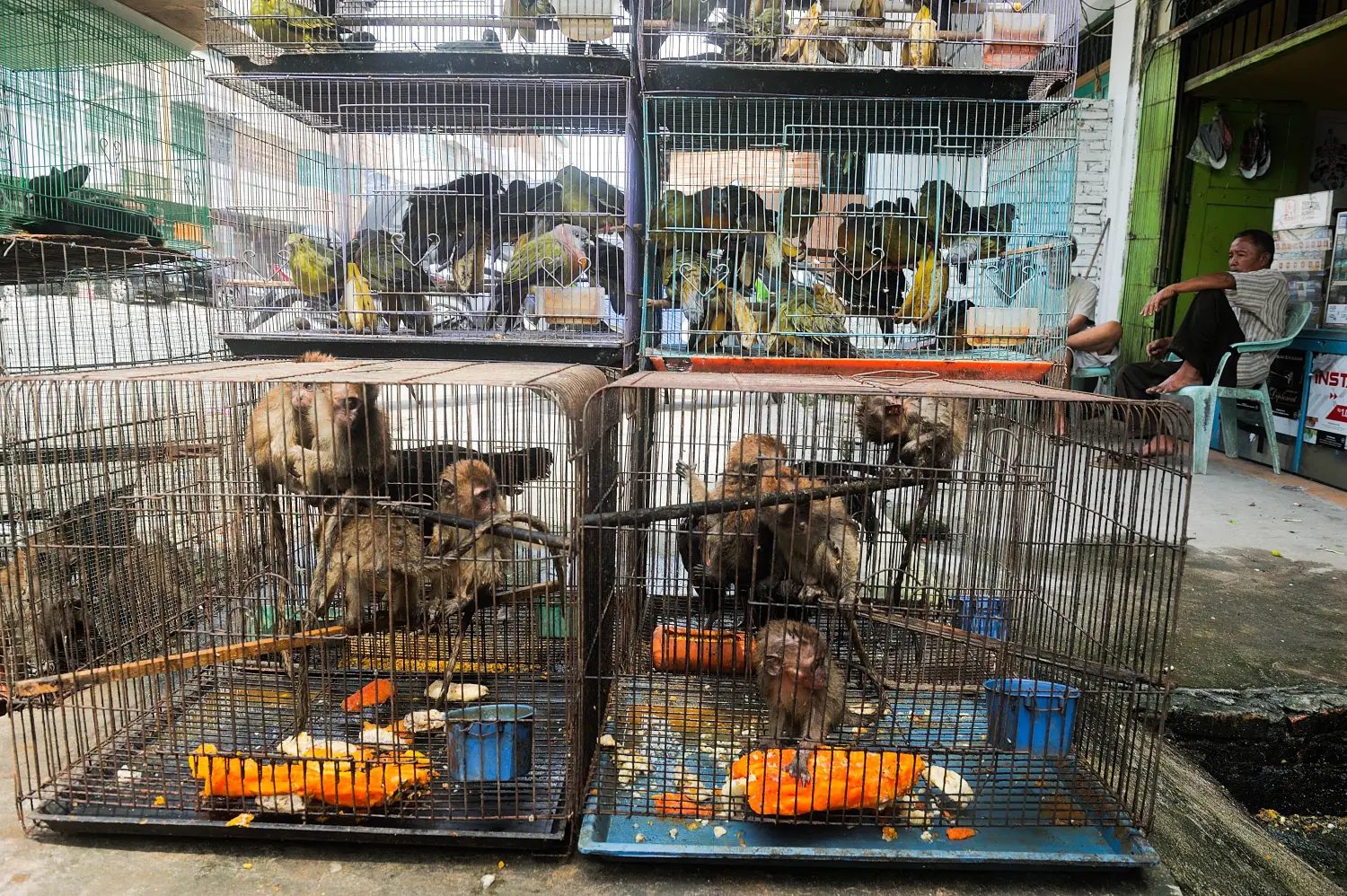 Macaques seen inside the cages during on sale at animals market store in Medan, North Sumatra province, Indonesia on February 22, 2020. Topeng monyet or the monkey mask is a show using monkeys. In some regions of Indonesia this performance is no longer allowed because it is considered torture of animals. Photo by Sutanta Aditya/ABACAPRESS.COM