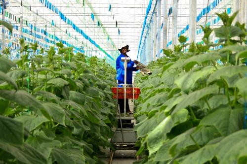Durban, South Africa - 15 August, 2012 - a woman works picking cucumbers in a farm greenhouse.