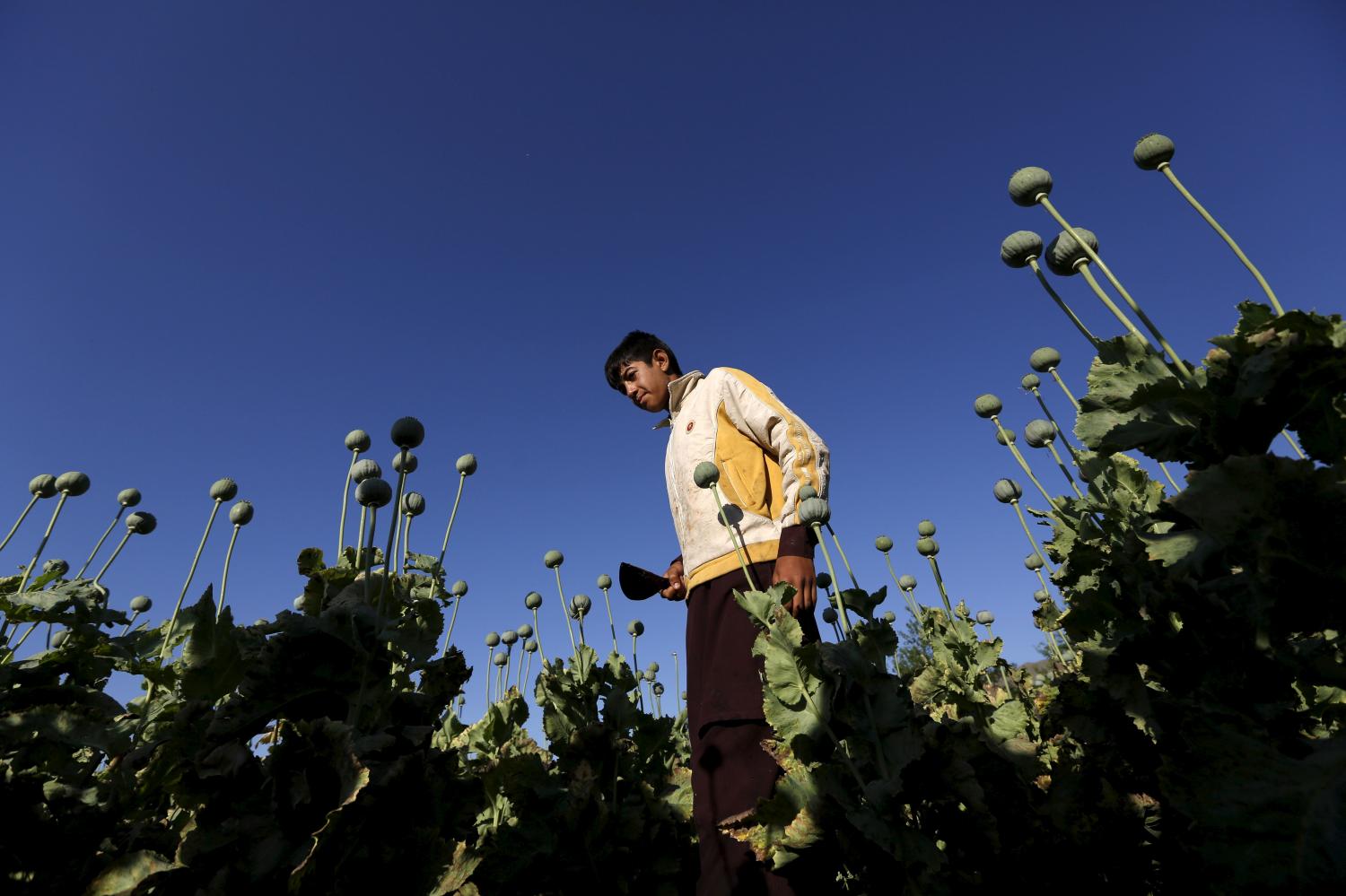 An Afghan boy works on a poppy field in Nangarhar province, Afghanistan April 20, 2016. REUTERS/Parwiz