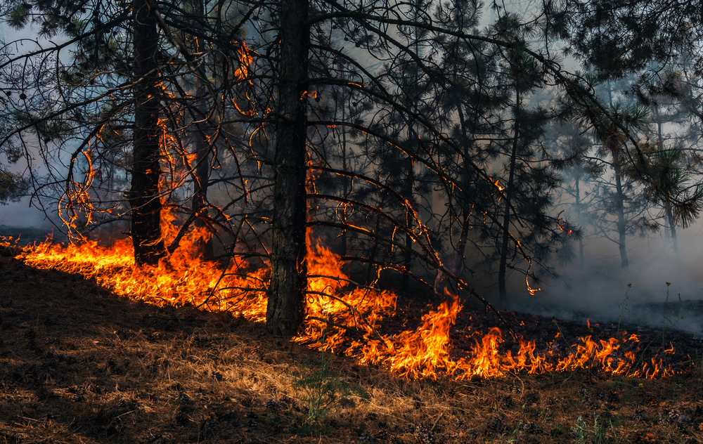 A few trees burning in a wildfire