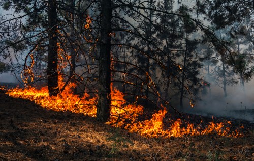 A few trees burning in a wildfire