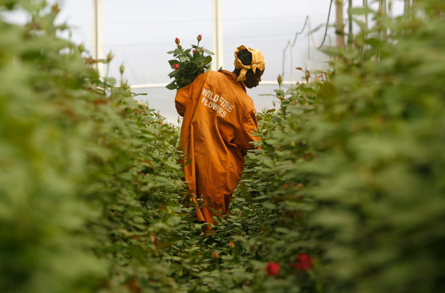 A worker collects roses at a flower farm in Naivasha, January 30, 2008. The Ethiopian flower industry is booming and the country will export up to two million stems a day in the two weeks leading up to Valentine's day. Picture taken January 30, 2008. To match feature ETHIOPIA/FLOWERS      REUTERS/Antony Njuguna   (KENYA)