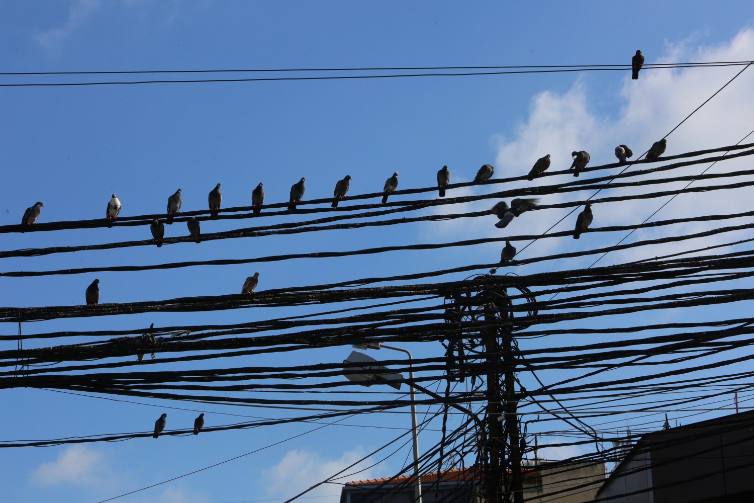 Birds sit on electricity cables in Tyre, Lebanon July 18, 2020. Picture taken July 18, 2020. To match Special Report LEBANON-CRISIS/POWER  REUTERS/Aziz Taher