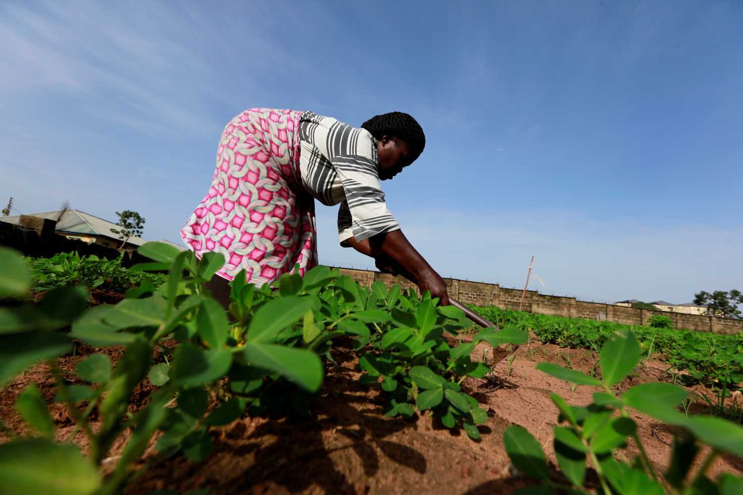 Victoria Kigbu works on her farm, in the midst of the coronavirus disease (COVID-19) outbreak in Abuja, Nigeria June 10, 2020. Picture taken June 10, 2020. REUTERS/Afolabi Sotunde