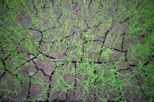 Rice field in Thailand, Prematurely dried out due to lack of rain.