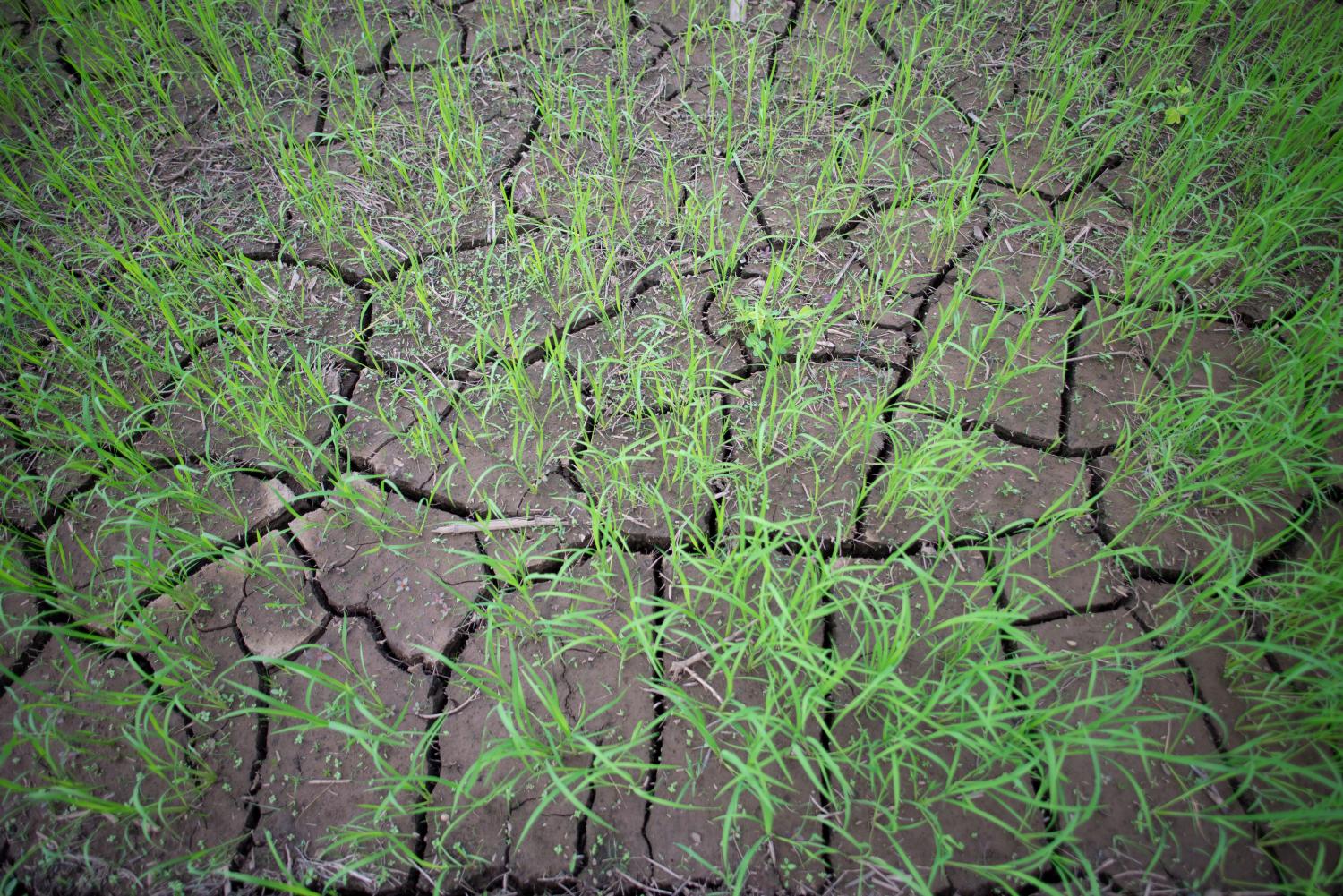 Rice field in Thailand, Prematurely dried out due to lack of rain.