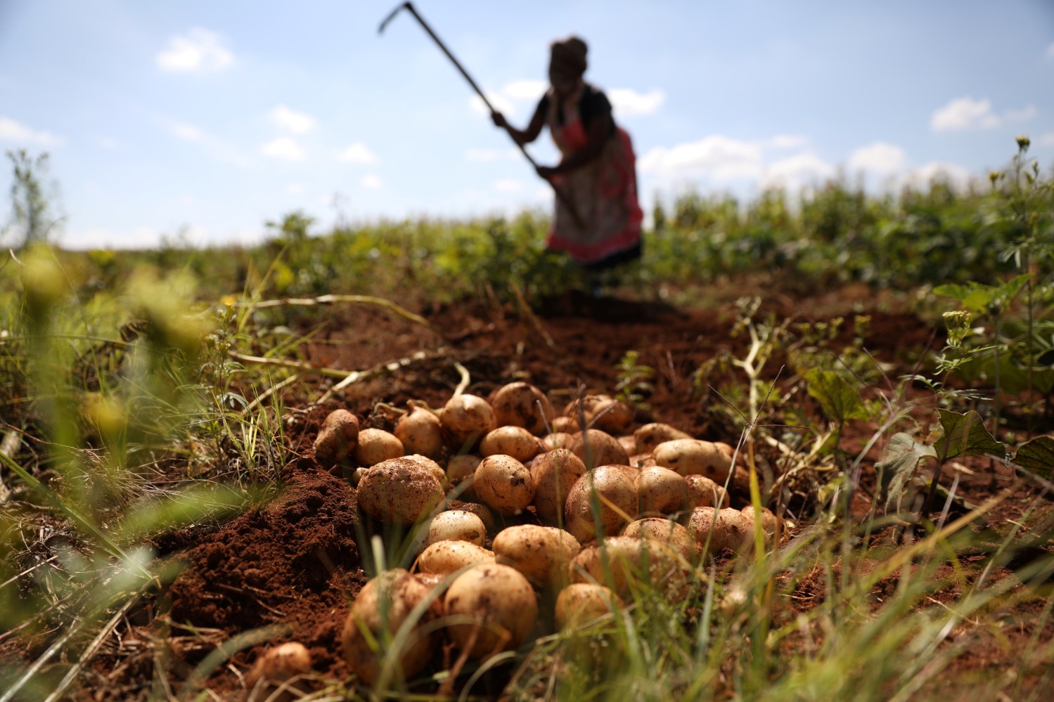 Nobutho Thethani harvests potatoes at her farm in Lawley informal settlement in the south of Johannesburg, South Africa, April 9, 2019. Picture taken April 9,2019. REUTERS/Siphiwe Sibeko