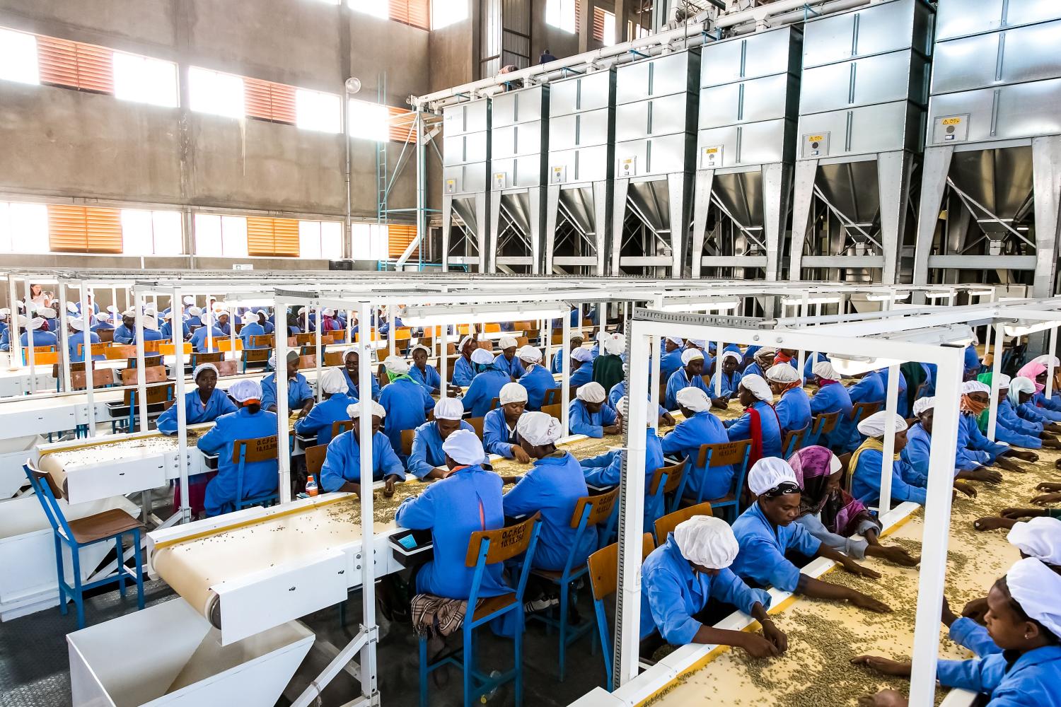 Addis Ababa, Ethiopia - January 30 2014: Raw Coffee Bean sorting and processing in a factory