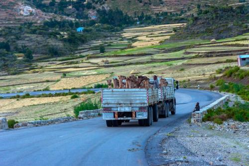 Mekele, Ethiopia - Nov 2018: Truck full of camels to be transported on the road in Ethiopian countryside