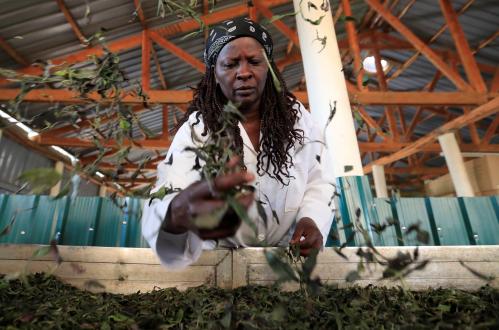 A worker manually airs purple tea leaves named TRFK 306/1, a clone by the Tea Research Foundation of Kenya, at the Gatanga industries limited in Gatura settlement of Muranga county, Kenya January 30, 2021. Picture taken January 30, 2021. REUTERS/Thomas Mukoya