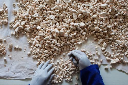 A worker sorts baobab fruit at the Bioessence factory, a cosmetic and nutrition company using baobab and shea products, in Dakar June 19, 2013. Bioessence exports many of its products to the United States. REUTERS/Joe Penney (SENEGAL - Tags: BUSINESS)