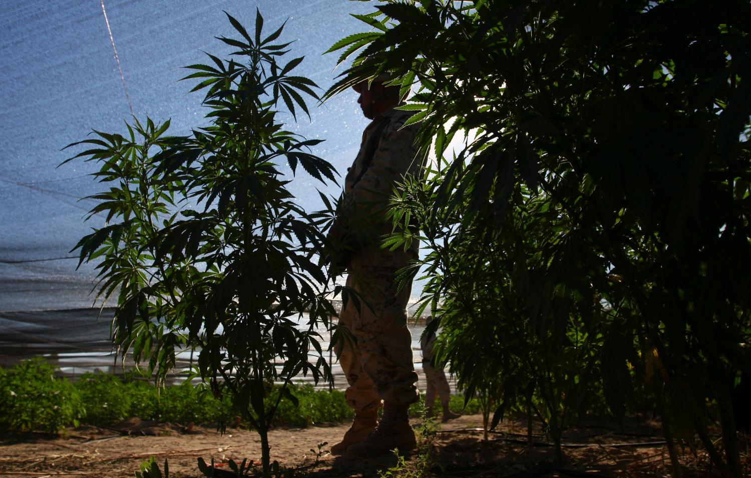 Soldiers stand guard at the biggest marijuana plantation found in Mexico, in San Quintin, about 350 km (220 miles) away from Tijuana, July 13, 2011. Mexican soldiers discovered the plantation in a remote desert surrounded by cactuses, a top army officer said on Thursday. Soldiers patrolling the area found 300 acres (120 hectares) of pot plants being tended by dozens of men on Tuesday, said General Alfonso Duarte. Picture taken July 13, 2011. REUTERS/Jorge Duenes (MEXICO - Tags: SOCIETY CRIME LAW MILITARY)
