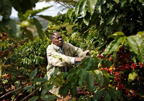 David Muganyura, 70, examines coffee plants growing on his farm in Honde Valley, Zimbabwe, June 27, 2019.  Picture taken June 27, 2019. REUTERS/Philimon Bulawayo