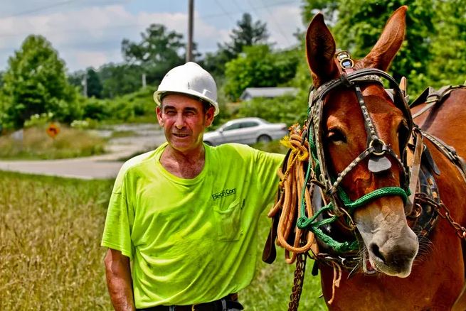 Old Bub, a mule working for the Peoples Rural Telephone Cooperative to lay fiber optic cable in Mckee, Kentucky