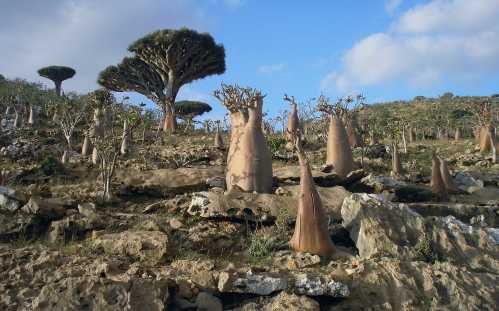 Dragon's Blood trees (L) and Socotran "desert roses" stand on a hillside in the protected area of Homhill on Socotra island February 1, 2008. Socotra is located in the Arabian Sea, 380 km (238 miles) south of mainland Yemen and 80 km west of the Horn of Africa. The Socotra islands, which harbour many unique species of birds and plants, may gain UNESCO recognition in July as a world natural heritage site. Picture taken on February 1, 2008. To match feature YEMEN-SOCOTRA       REUTERS/Alistair Lyon/Files     (YEMEN)