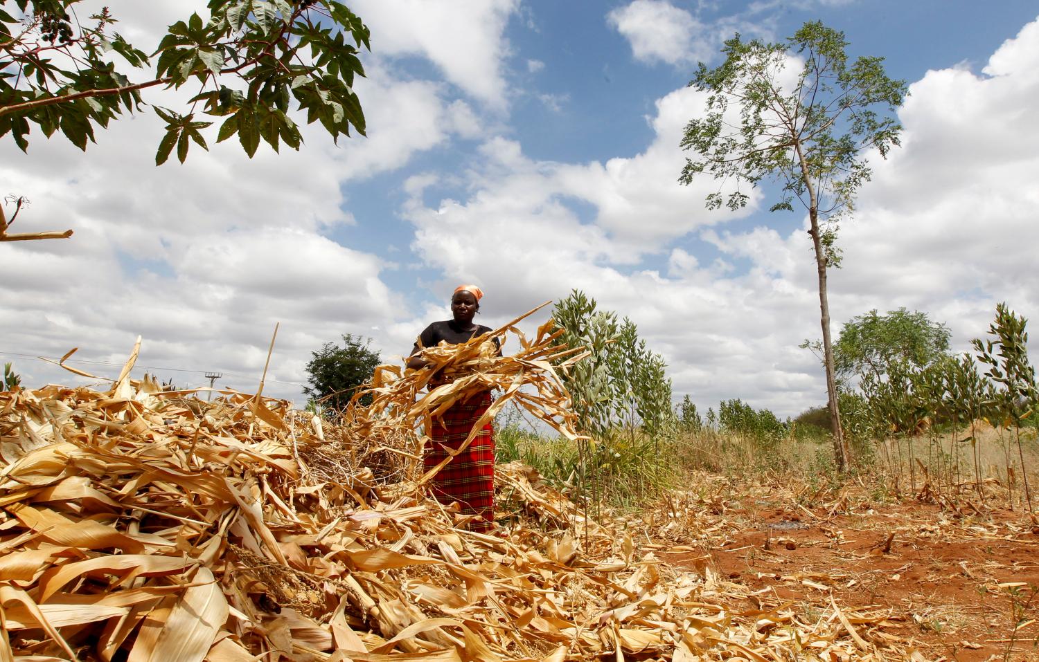 Waki Munyalo works on her farm after harvesting her maize insured by Pula, an agricultural insurance company that helps small-scale farmers to manage the risk associated with extreme climate conditions, in Kitui county, Kenya, March 17, 2021. Picture taken March 17, 2021. REUTERS/Monicah Mwangi