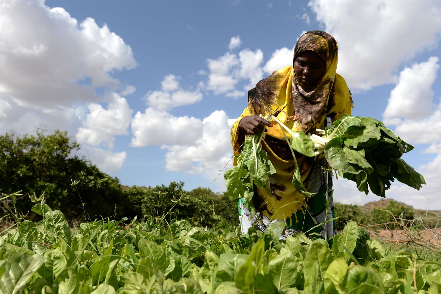 Maryan Hudun harvests spinach on her farm in the village of Ceel-Giniseed in Somaliland which is supported by charity ActionAid to enable farmers to provide water to livestock and crops.