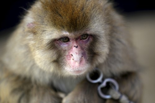 A performing monkey is seen at a monkey farm in Baowan village, Xinye county of China’s central Henan province, February 2, 2016. Baowan village of China’s central Henan province appears to be your average farming community from the surface, but at a closer look, one can hear monkey hoots from every direction. Although no official number exists, villagers say that they have been a breeding ground for both monkeys and monkey trainers for centuries. Picture taken on February 2, 2016. REUTERS/Jason Lee