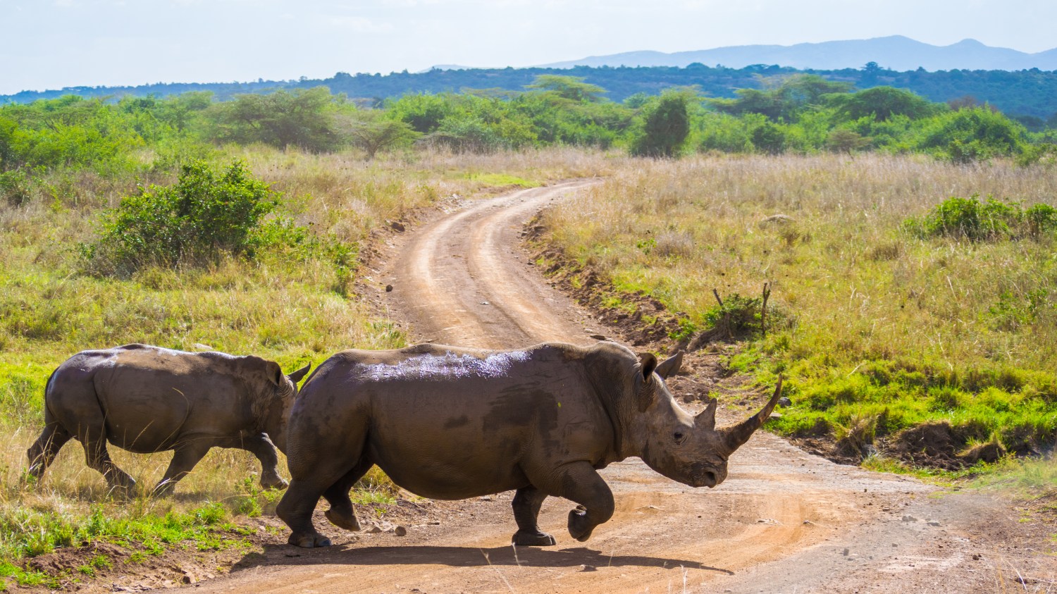 Rhinos in Nairobi National Park, Kenya