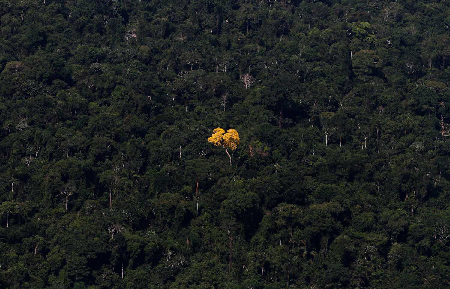 An ipe (lapacho) tree is seen in this aerial view of the Amazon rainforest near the city of Novo Progresso, Para State, September 24, 2013. The Amazon rainforest is being eaten away at by deforestation, much of which takes place as areas are burnt by large fires to clear land for agriculture. Initial data from Brazil's space agency suggests that destruction of the vast rainforest - the largest in the world - spiked by more than a third over the past year, wiping out an area more than twice the size of the city of Los Angeles. If the figures are borne out by follow-up data, they would confirm fears of scientists and environmental activists who warn that farming, mining and Amazon infrastructure projects, coupled with changes to Brazil's long-standing environmental policies, are reversing progress made against deforestation. Environmental issues will be under the spotlight as a United Nations Climate Change Conference opens in Warsaw, Poland, on November 11. Picture taken on September 24, 2013. REUTERS/Nacho Doce (BRAZIL - Tags: ENVIRONMENT POLITICS AGRICULTURE)ATTENTION EDITORS: PICTURE 10 OF 55 FOR PACKAGE 'AMAZON - FROM PARDISE TO INFERNO' TO FIND ALL IMAGES SEARCH 'AMAZON INFERNO'