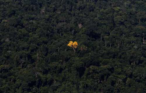 An ipe (lapacho) tree is seen in this aerial view of the Amazon rainforest near the city of Novo Progresso, Para State, September 24, 2013. The Amazon rainforest is being eaten away at by deforestation, much of which takes place as areas are burnt by large fires to clear land for agriculture. Initial data from Brazil's space agency suggests that destruction of the vast rainforest - the largest in the world - spiked by more than a third over the past year, wiping out an area more than twice the size of the city of Los Angeles. If the figures are borne out by follow-up data, they would confirm fears of scientists and environmental activists who warn that farming, mining and Amazon infrastructure projects, coupled with changes to Brazil's long-standing environmental policies, are reversing progress made against deforestation. Environmental issues will be under the spotlight as a United Nations Climate Change Conference opens in Warsaw, Poland, on November 11. Picture taken on September 24, 2013. REUTERS/Nacho Doce (BRAZIL - Tags: ENVIRONMENT POLITICS AGRICULTURE)ATTENTION EDITORS: PICTURE 10 OF 55 FOR PACKAGE 'AMAZON - FROM PARDISE TO INFERNO' TO FIND ALL IMAGES SEARCH 'AMAZON INFERNO'