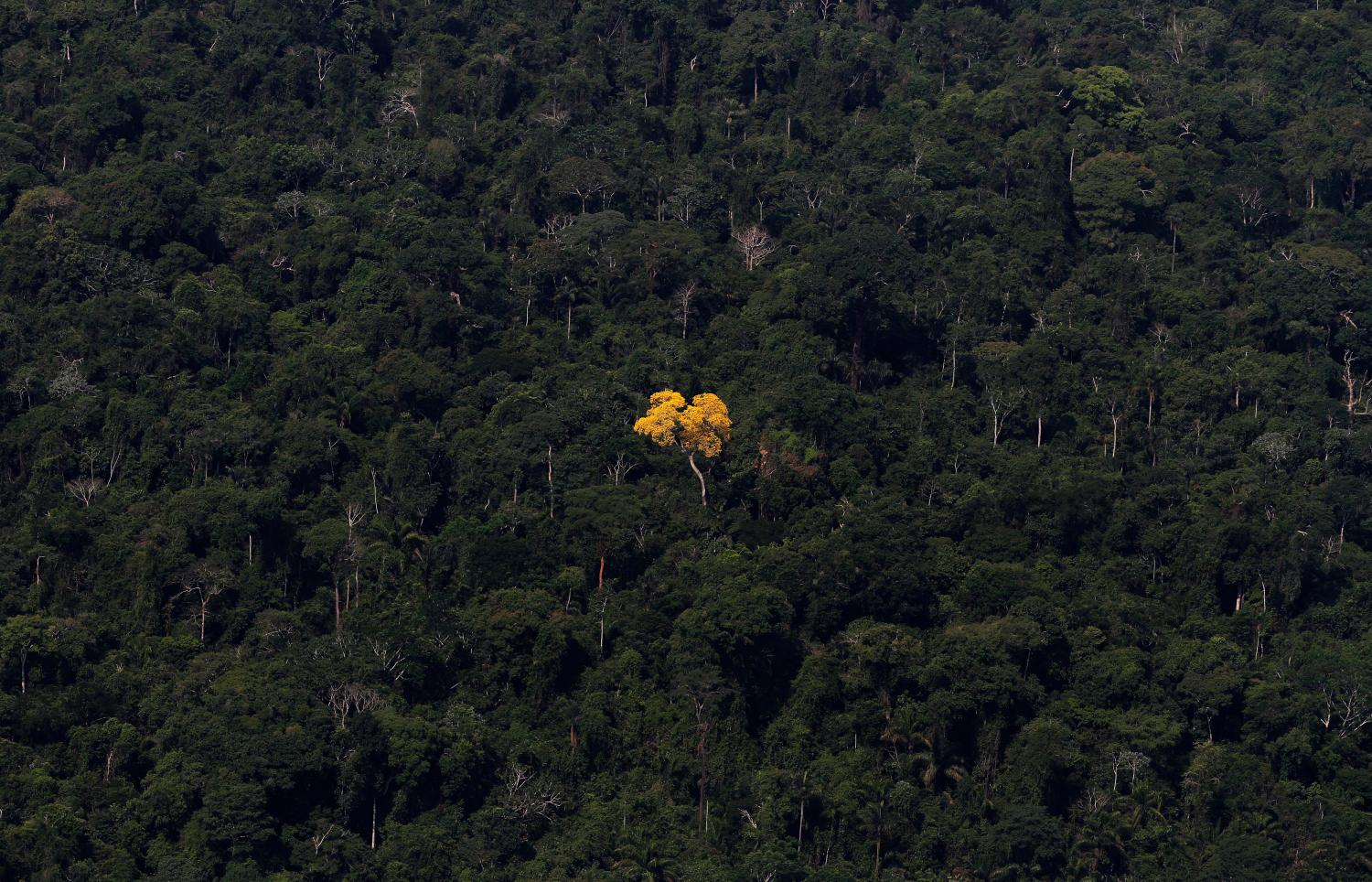 An ipe (lapacho) tree is seen in this aerial view of the Amazon rainforest near the city of Novo Progresso, Para State, September 24, 2013. The Amazon rainforest is being eaten away at by deforestation, much of which takes place as areas are burnt by large fires to clear land for agriculture. Initial data from Brazil's space agency suggests that destruction of the vast rainforest - the largest in the world - spiked by more than a third over the past year, wiping out an area more than twice the size of the city of Los Angeles. If the figures are borne out by follow-up data, they would confirm fears of scientists and environmental activists who warn that farming, mining and Amazon infrastructure projects, coupled with changes to Brazil's long-standing environmental policies, are reversing progress made against deforestation. Environmental issues will be under the spotlight as a United Nations Climate Change Conference opens in Warsaw, Poland, on November 11. Picture taken on September 24, 2013. REUTERS/Nacho Doce (BRAZIL - Tags: ENVIRONMENT POLITICS AGRICULTURE)ATTENTION EDITORS: PICTURE 10 OF 55 FOR PACKAGE 'AMAZON - FROM PARDISE TO INFERNO' TO FIND ALL IMAGES SEARCH 'AMAZON INFERNO'