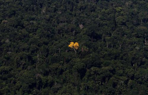 An ipe (lapacho) tree is seen in this aerial view of the Amazon rainforest near the city of Novo Progresso, Para State, September 24, 2013. The Amazon rainforest is being eaten away at by deforestation, much of which takes place as areas are burnt by large fires to clear land for agriculture. Initial data from Brazil's space agency suggests that destruction of the vast rainforest - the largest in the world - spiked by more than a third over the past year, wiping out an area more than twice the size of the city of Los Angeles. If the figures are borne out by follow-up data, they would confirm fears of scientists and environmental activists who warn that farming, mining and Amazon infrastructure projects, coupled with changes to Brazil's long-standing environmental policies, are reversing progress made against deforestation. Environmental issues will be under the spotlight as a United Nations Climate Change Conference opens in Warsaw, Poland, on November 11. Picture taken on September 24, 2013. REUTERS/Nacho Doce (BRAZIL - Tags: ENVIRONMENT POLITICS AGRICULTURE)ATTENTION EDITORS: PICTURE 10 OF 55 FOR PACKAGE 'AMAZON - FROM PARDISE TO INFERNO' TO FIND ALL IMAGES SEARCH 'AMAZON INFERNO'