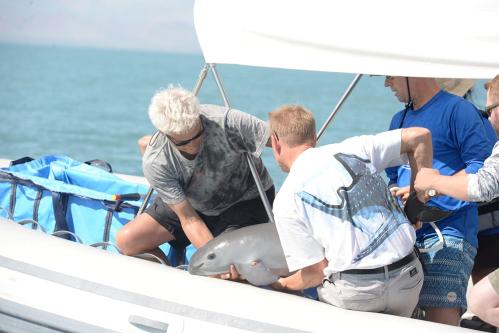 FILE PHOTO: Scientists return a vaquita, a tiny stubby-nosed porpoise on the verge of extinction, into the ocean as part of a conservation project, in the Sea of Cortez, Baja California, Mexico October 18, 2017.  Semarnat/Handout via REUTERS ATTENTION EDITORS - THIS IMAGE HAS BEEN SUPPLIED BY A THIRD PARTY./File Photo