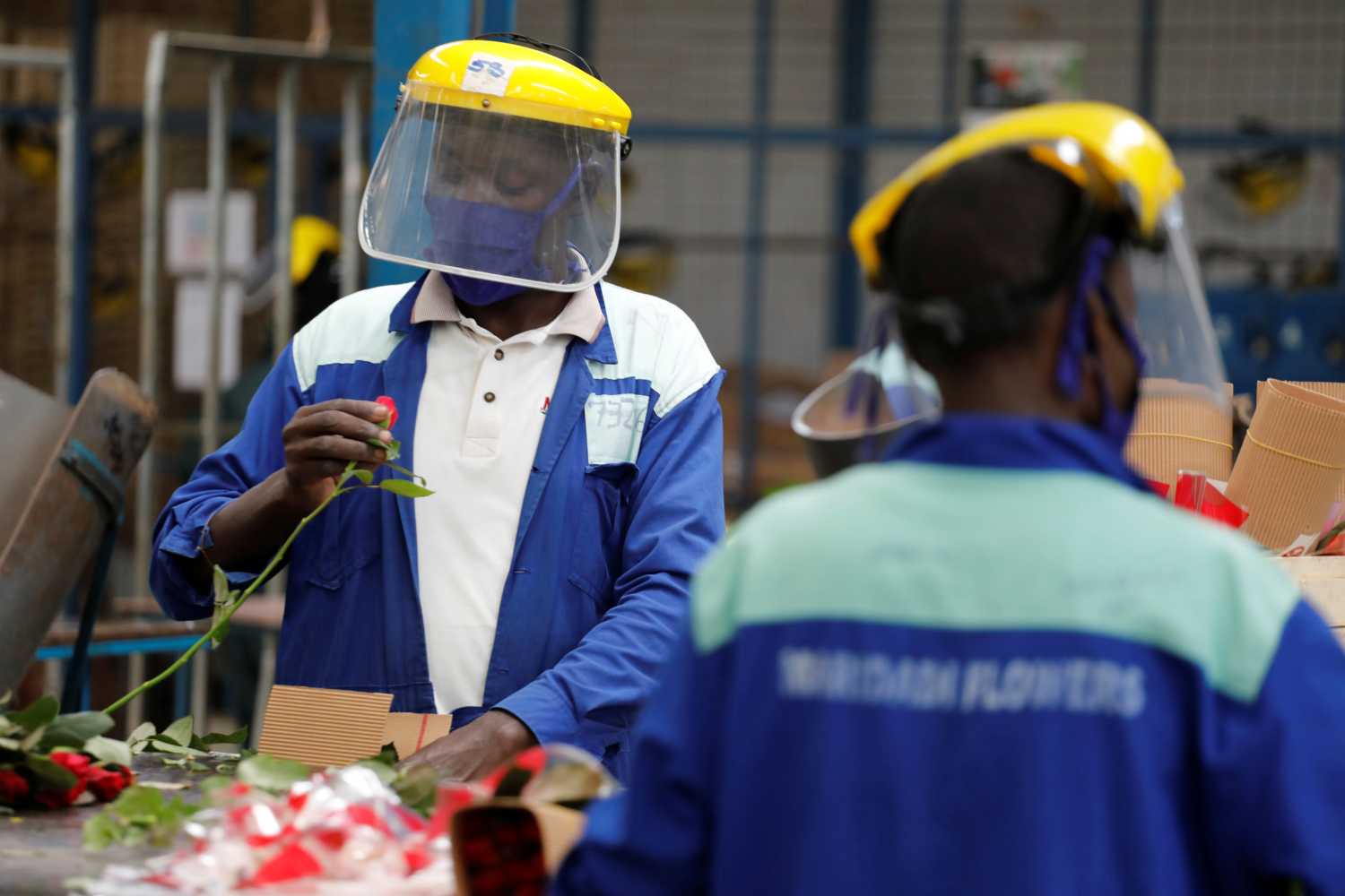 Workers sort roses on the packing line while wearing protective equipment to help fight against the spread of the coronavirus disease (COVID-19) at the Maridadi flower farm in Naivasha, Kenya, July 20, 2020. Picture taken July 20, 2020. REUTERS/Baz Ratner