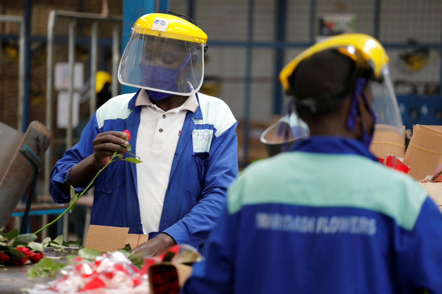 Workers sort roses on the packing line while wearing protective equipment to help fight against the spread of the coronavirus disease (COVID-19) at the Maridadi flower farm in Naivasha, Kenya, July 20, 2020. Picture taken July 20, 2020. REUTERS/Baz Ratner