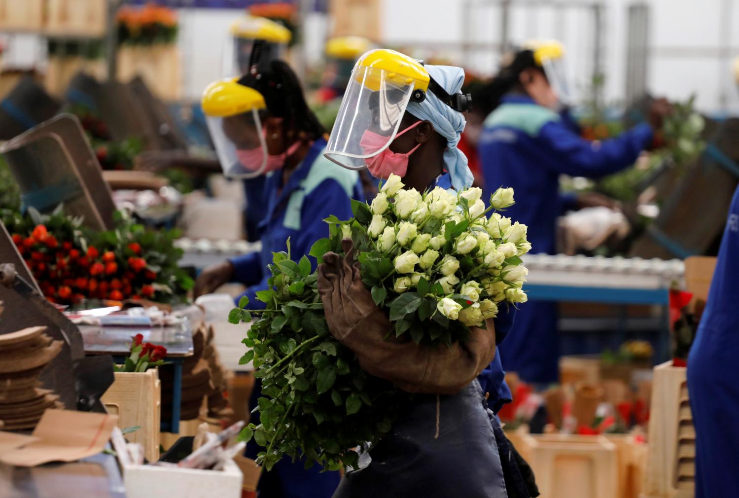A worker holds roses while wearing protective equipment to help fight against the spread of the coronavirus disease (COVID-19) on the packing line at the Maridadi flower farm in Naivasha, Kenya, July 20, 2020. Picture taken July 20, 2020. REUTERS/Baz Ratner