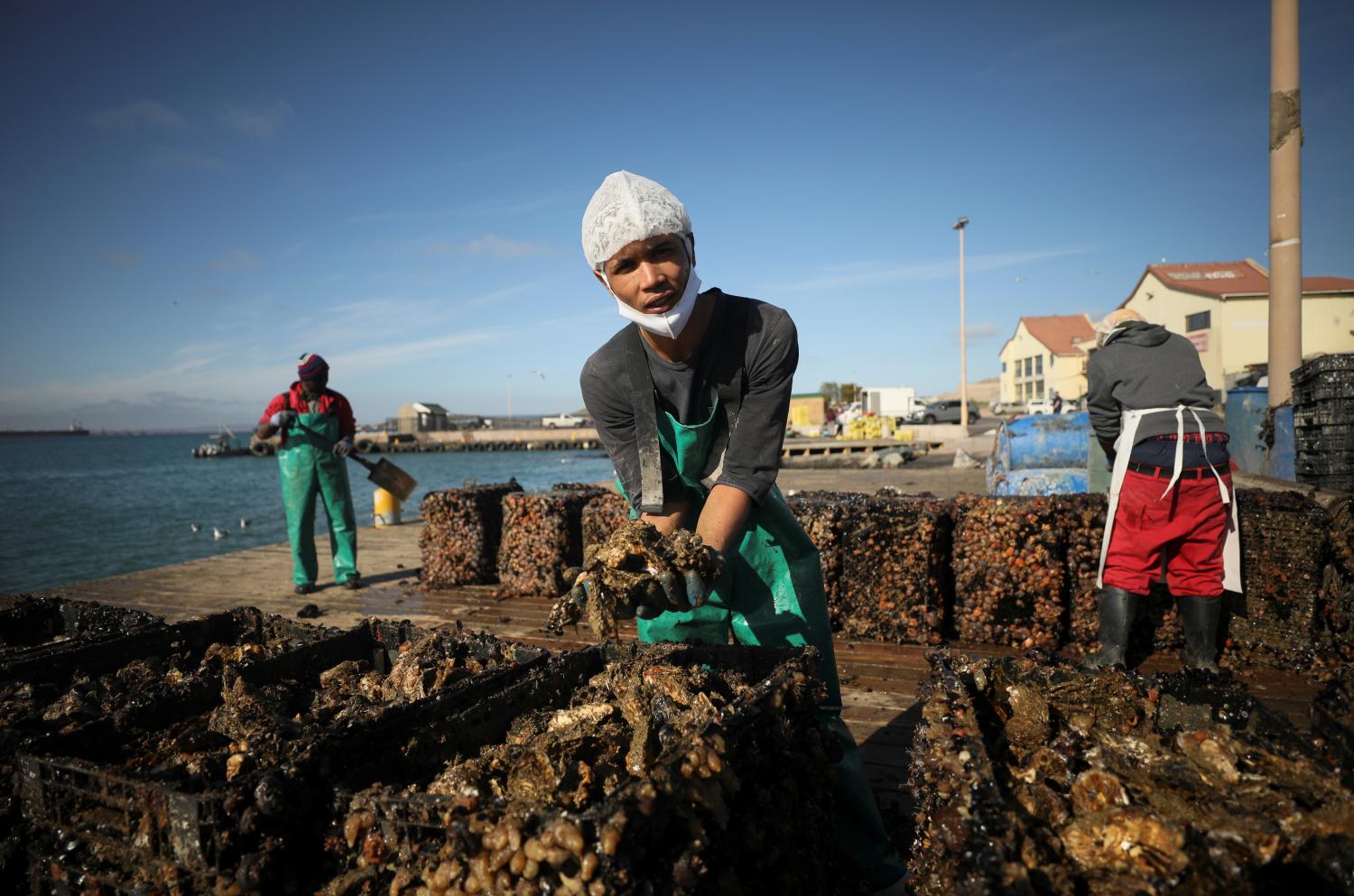 A worker cleans mussels farmed on aquaculture rafts in Saldanha Bay near Cape Town, South Africa, June 15, 2021. Picture taken June 15, 2021. REUTERS/Mike Hutchings