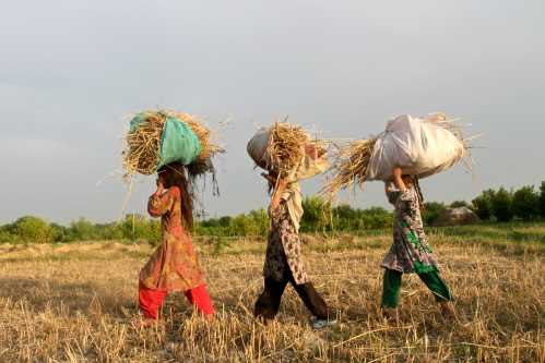 Afghan girls carry wheat as they work on a wheat field in outskirts of Jalalabad province, May 15, 2014. REUTERS/ Parwiz (AFGHANISTAN - Tags: AGRICULTURE SOCIETY)