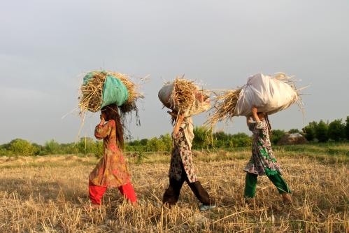 Afghan girls carry wheat as they work on a wheat field in outskirts of Jalalabad province, May 15, 2014. REUTERS/ Parwiz (AFGHANISTAN - Tags: AGRICULTURE SOCIETY)