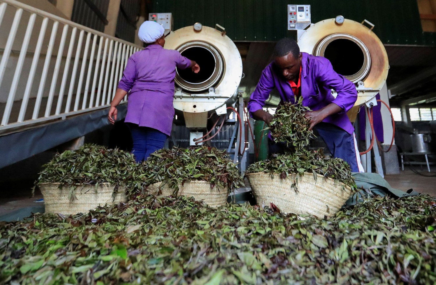 Workers air purple tea leaves named TRFK 306/1, a clone by the Tea Research Foundation of Kenya, at the Gatanga industries limited in Gatura settlement of Muranga county, Kenya January 30, 2021. Picture taken January 30, 2021. REUTERS/Thomas Mukoya